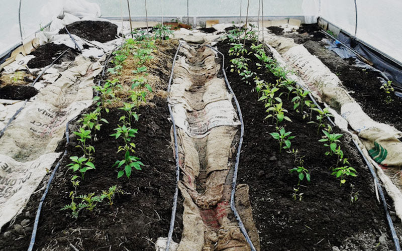 Upcycling for the Garden